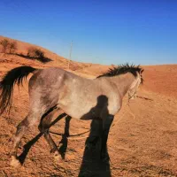 اسب نریان نژاد کورد|اسب و تجهیزات اسبسواری|سنندج, |دیوار