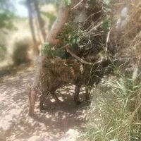 سگ افغان