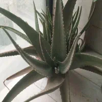 آلوورا طبیعی گلدون بزرگ|گل و گیاه طبیعی|تهران, علم و صنعت|دیوار