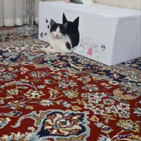 واگذاری گربه