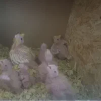 عروس هلندی|پرنده|کرباسک, |دیوار