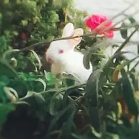 خرگوش سفید و ناز