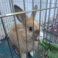 خرگوش باهوش