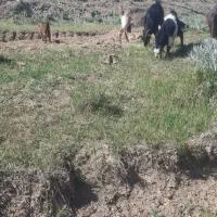 ۱۲ راس بزو بزقاله مال خوب شیرا.