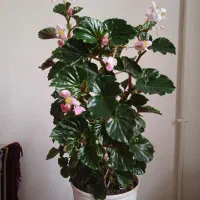 گل عروسی وگل خرفه