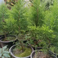 لاوسون‌سطل ۳