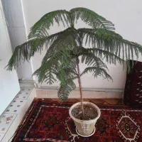 گل طبیعی هس