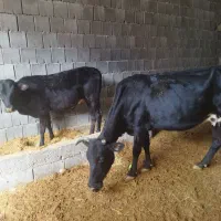 گاو دورگ با گوساله نر