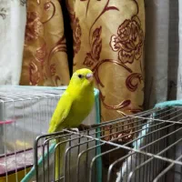 جوجه مرغ عشق