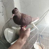 یک سرخ دمسفید رنگ خونی خشگل نر چینگ سفید|پرنده|نیشابور, شهرک اندیشه|دیوار