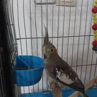 عروس هلندی ماده اماده