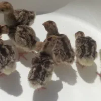 جوجه بوقلمون محلی واصیل
