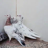 هفرنگ خطی ماده|پرنده|الوند, |دیوار