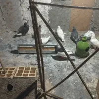 سلام 10عدد کفتر فروشی