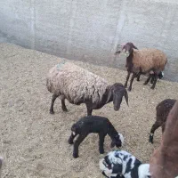 فروش میشو بره|حیوانات مزرعه|باقرشهر, |دیوار