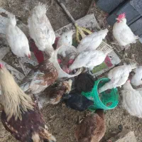 تعدادی جوجه بوقلمون و مرغ و خروس تزئینی|حیوانات مزرعه|مشهد, الهیه|دیوار