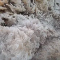 پشم گوسفند