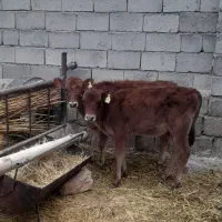 فروش گوساله ماده جرسی قطع شیر