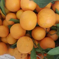 انباری و برگی