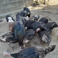 بوقلمو سالم بالغ|حیوانات مزرعه|ایذه, |دیوار