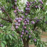 نهال آلو شابلون درشت، رنگی و فوقالعاده پرفروش