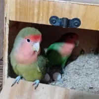 طوطی ملنگو و طوطی برزیلی و قفس و پایه|پرنده|بندرعباس, |دیوار