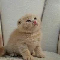 شهر گربه های خانگی سیلور و بلو و گلد|گربه|محمدشهر, شهرک پیام (مهرالبرز)|دیوار