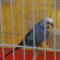 فروش عروس هلندی مولد و مرغ عشق با لوازم کامل|پرنده|خرمآباد (تنکابن), |دیوار