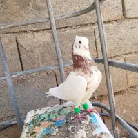 کبوتر چند عدد