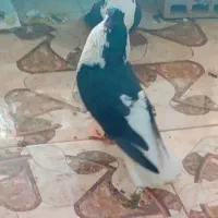 مجسمه کبوتر ساده کاکلی پهن واکسی