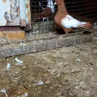 سیدی ویبال سفیدوبچ عراقی موقعیت عقیلی|پرنده|شوشتر, |دیوار