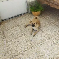 سگ پاپی پاگ