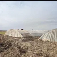 سازه گلخانه|خدمات باغبانی و درختکاری|تربتحیدریه, پائین ولایت|دیوار