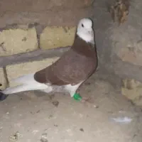 گفتم گمشده