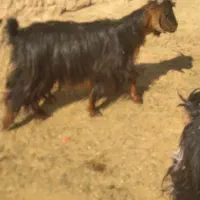 میش بز بره وکهره.قوچ .دبر|حیوانات مزرعه|شیراز, داریون|دیوار