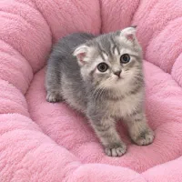 بچه گربه اسکاتیش نر