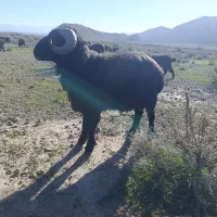 قوچ بزری|حیوانات مزرعه|داراب, |دیوار