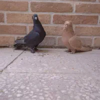 کبوتر راعبی|پرنده|قم, چهار مردان|دیوار