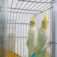 عروس،هلندی|پرنده|خوسف, |دیوار