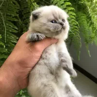 گربه بریتیش و اسکاتیش|گربه|کرج, شهرک بنفشه|دیوار