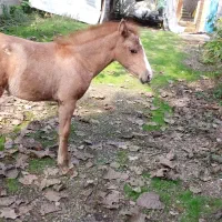مادیون عرب با کره مادیون