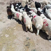 برشیر مست باغینی  افشار تک فروشی دارم