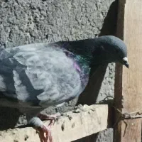 کبوتر سبز
