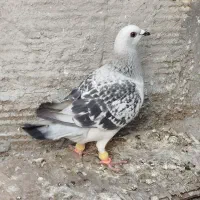 کبوتر ماده فسا