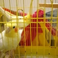 جفت عروس هلندی