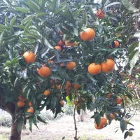 باغ مرکبات واقع در روستای اوشیان چابکسر|فروش زمین و ملک کلنگی|چابکسر, |دیوار