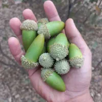 بلوط زاگرس لرستان