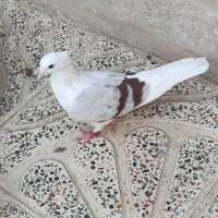 کبوتر
