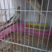 عروس هلندی|پرنده|مسجد سلیمان, |دیوار