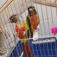 جفت مولد گرینچیک سخنگو